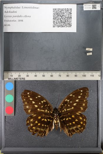 Media type: image;   Entomology 141409